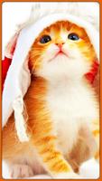 बिल्ली प्रेमियों के लिए एचडी प्यारा बिल्ली वॉलपेप स्क्रीनशॉट 3