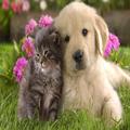 Cat and dog Wallpapers HD