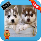 Husky Wallpapers آئیکن