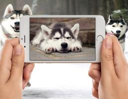 Husky Wallpapers اسکرین شاٹ 1