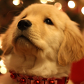 dog cute puppy wallpapers