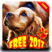 Dog Diseases