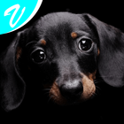 Dog wallpapers! biểu tượng