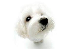 Dog wallpapers! ảnh chụp màn hình 3