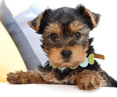 Dog wallpapers! bài đăng