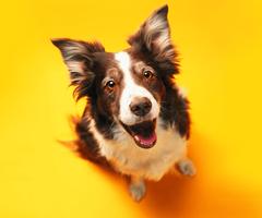 Dog wallpapers! ảnh chụp màn hình 1