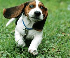 Dog wallpapers! ảnh chụp màn hình 2