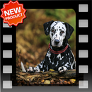Awesome Dog HD Picture APK