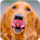 Dog Screen icon