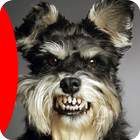 Dog Sounds Game آئیکن