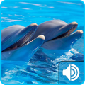 Dolphin Sounds