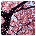 Sakura video Live Wallpaper ไอคอน