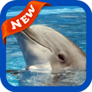 Dolphin Wallpaper APK