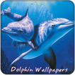 Dolphin 4 k Wallpapers Free