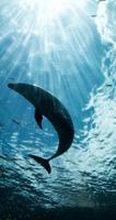 Dolphin 4 k Wallpapers Free Screenshot 1