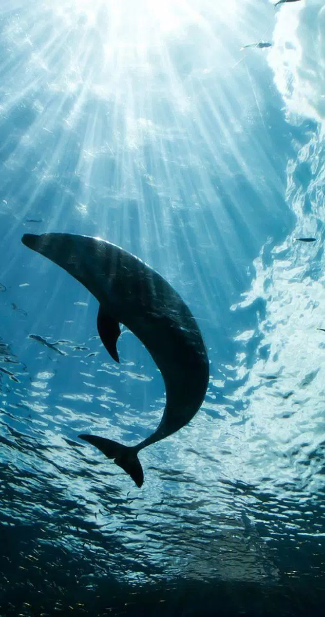 Dolphin Wallpapers 4K UltraHD APK for Android Download