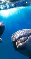 Dolphin 4 k Wallpapers Free Screenshot 3