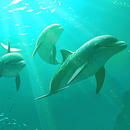 イルカの壁紙 APK