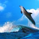 Dolphins Wallpaper 2018 Pictures HD Images Free APK