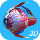 Anatomy Human Eye Zeichen
