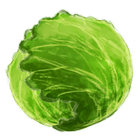 Cabbage Game icône