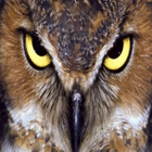 Owl Hunters Shoot icône