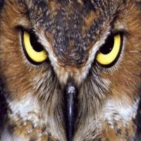 Owl Hunters Shoot capture d'écran 1