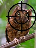 Owl Hunters Shoot capture d'écran 2