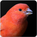 Red Factor Canary Singing: Red Factor Canary Sound APK