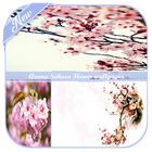 ikon Aroma Sakura Flower wallpaper