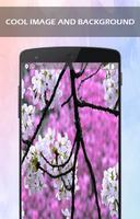 Aroma Sakura Flower wallpaper Ekran Görüntüsü 1