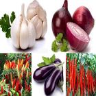 cara menanam bawang dan cabe-icoon