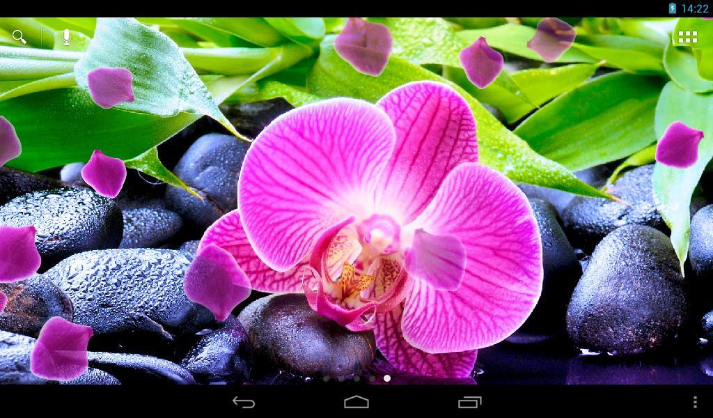 Живые орхидеи недорого