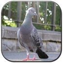 APK pigeon photo