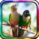 Birds Love live wallpaper أيقونة