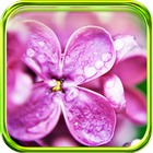 Blooming Lilac live wallpaper 圖標