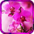 Orchide Spings live wallpaper आइकन