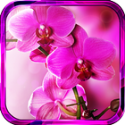 Icona Orchide Spings live wallpaper