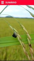 Doenças do Arroz Affiche