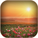 Good Morning Wishes Images APK