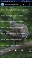 Kicau Burung Luar Negeri ảnh chụp màn hình 2