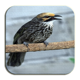 Kicau Burung Cucak Rowo Masteran