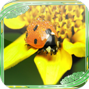 Ladybug Jigsaw Puzzles APK