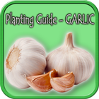 Planting Guide - GARLIC icône