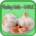 Planting Guide - GARLIC أيقونة