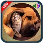 Cat & Dog Sound Ringtones icône