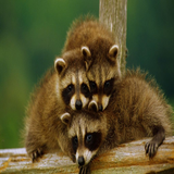 Raccoon Wallpaper ícone