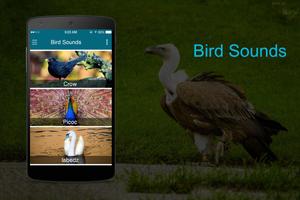 Bird Sounds imagem de tela 1