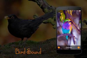 Bird Sounds imagem de tela 2