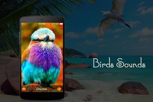 Bird Sounds syot layar 3